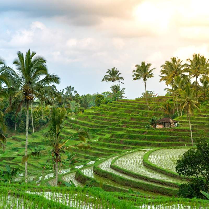 Bali Web 1